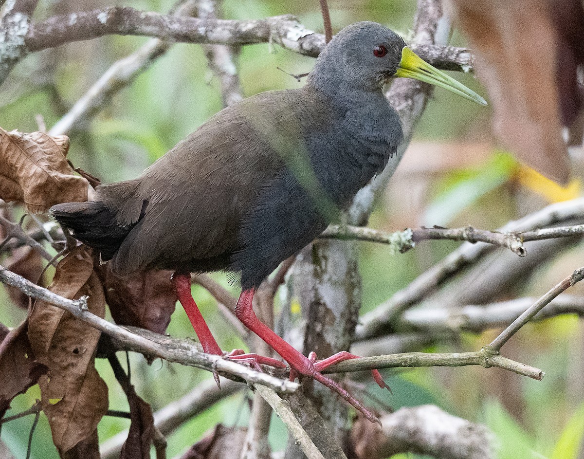 Blackish Rail - ML637975574