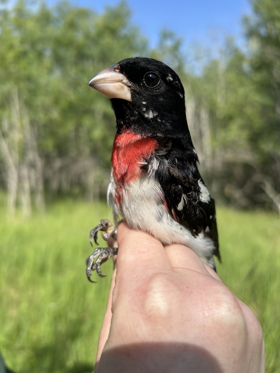 Rose-breasted Grosbeak - ML637975580
