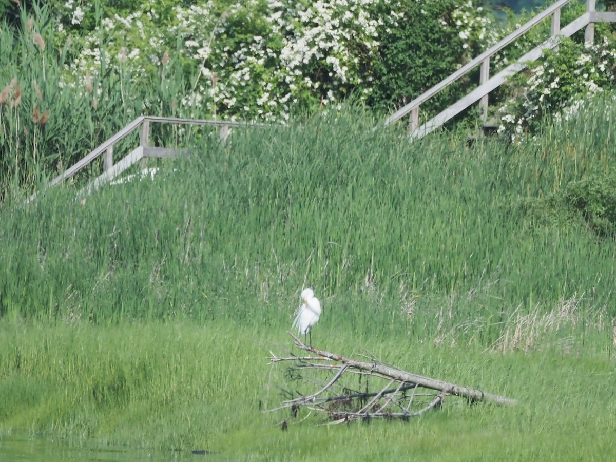 Great Egret - ML637975597