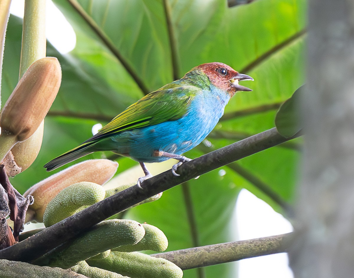 Bay-headed Tanager - ML637975604