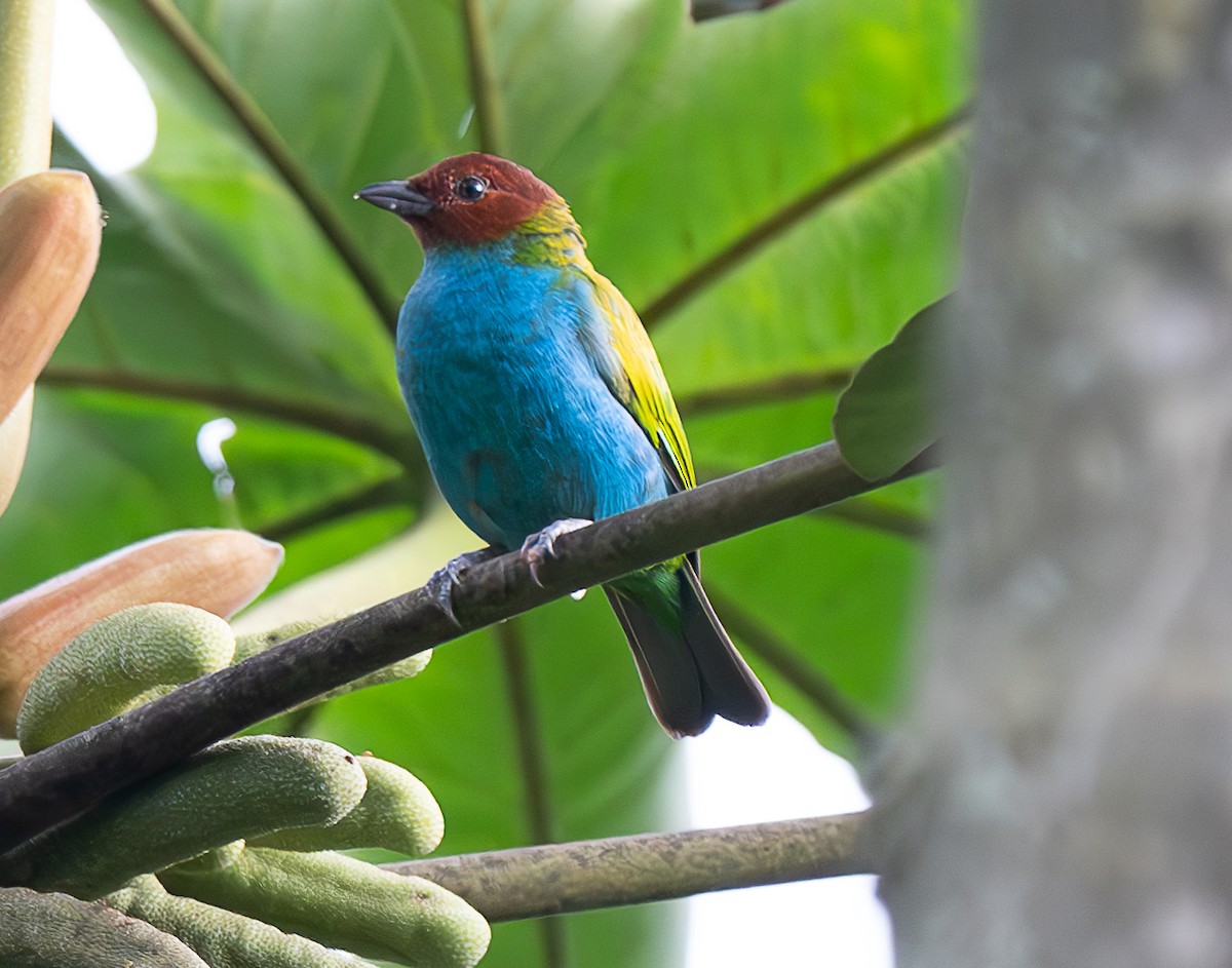 Bay-headed Tanager - ML637975607