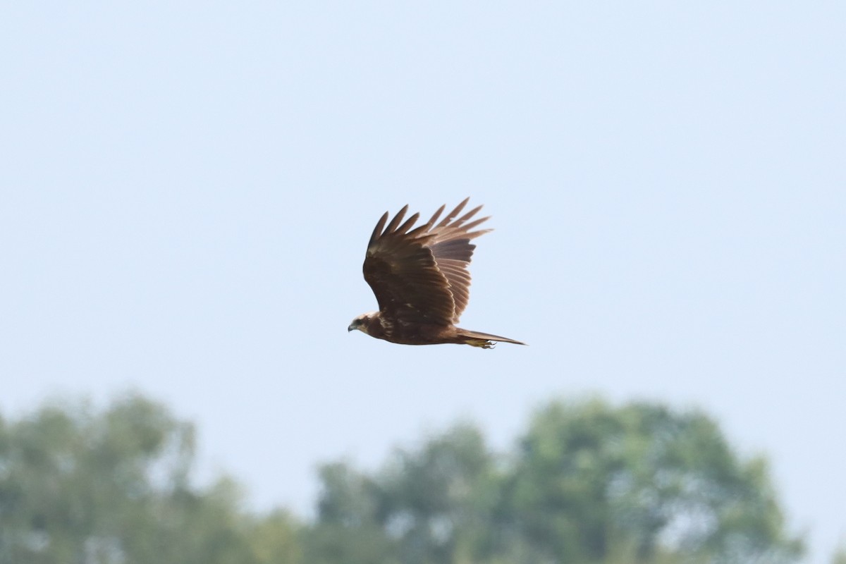 Western Marsh Harrier - ML637975619