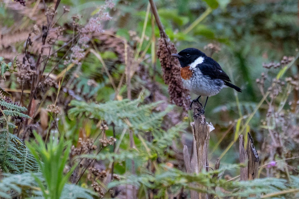 African Stonechat - ML637975656