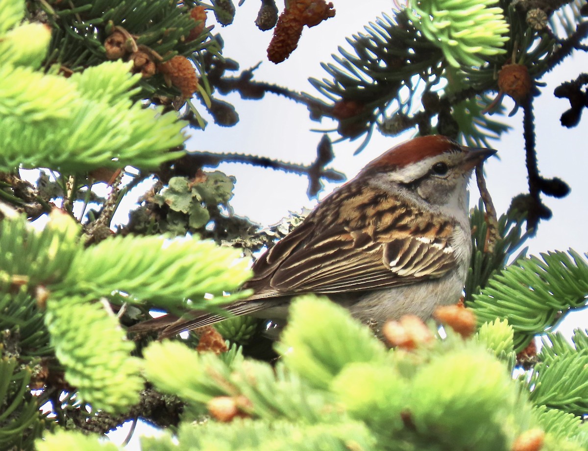 Chipping Sparrow - ML637975660