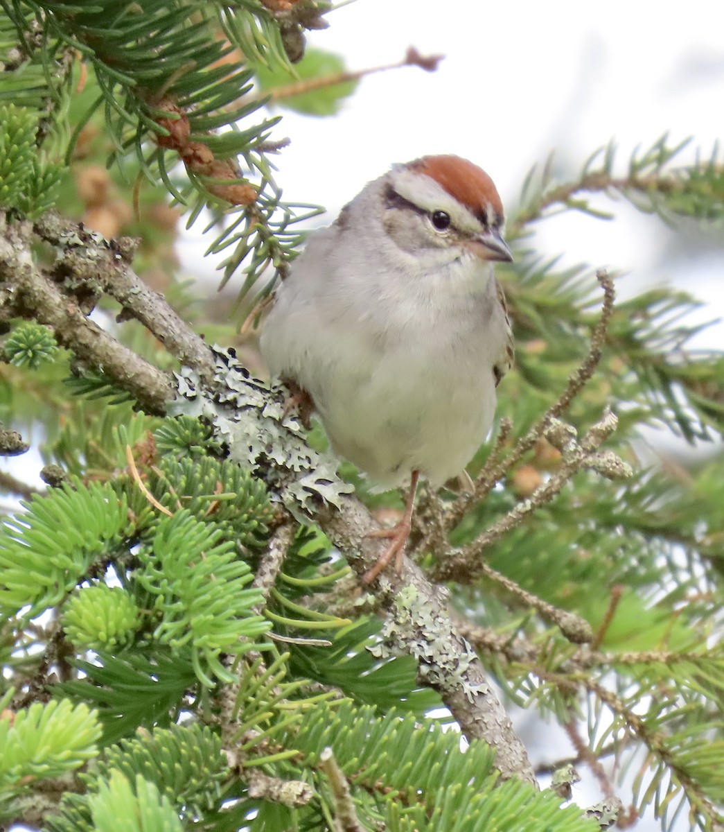 Chipping Sparrow - ML637975661