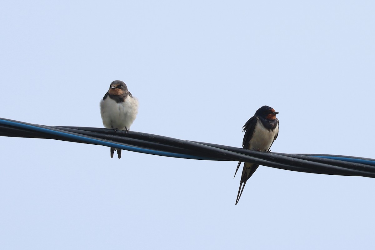 Barn Swallow - ML637975662