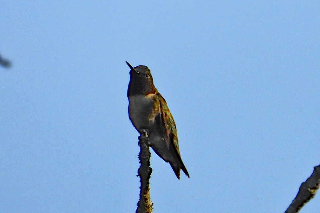 Ruby-throated Hummingbird - ML637975679