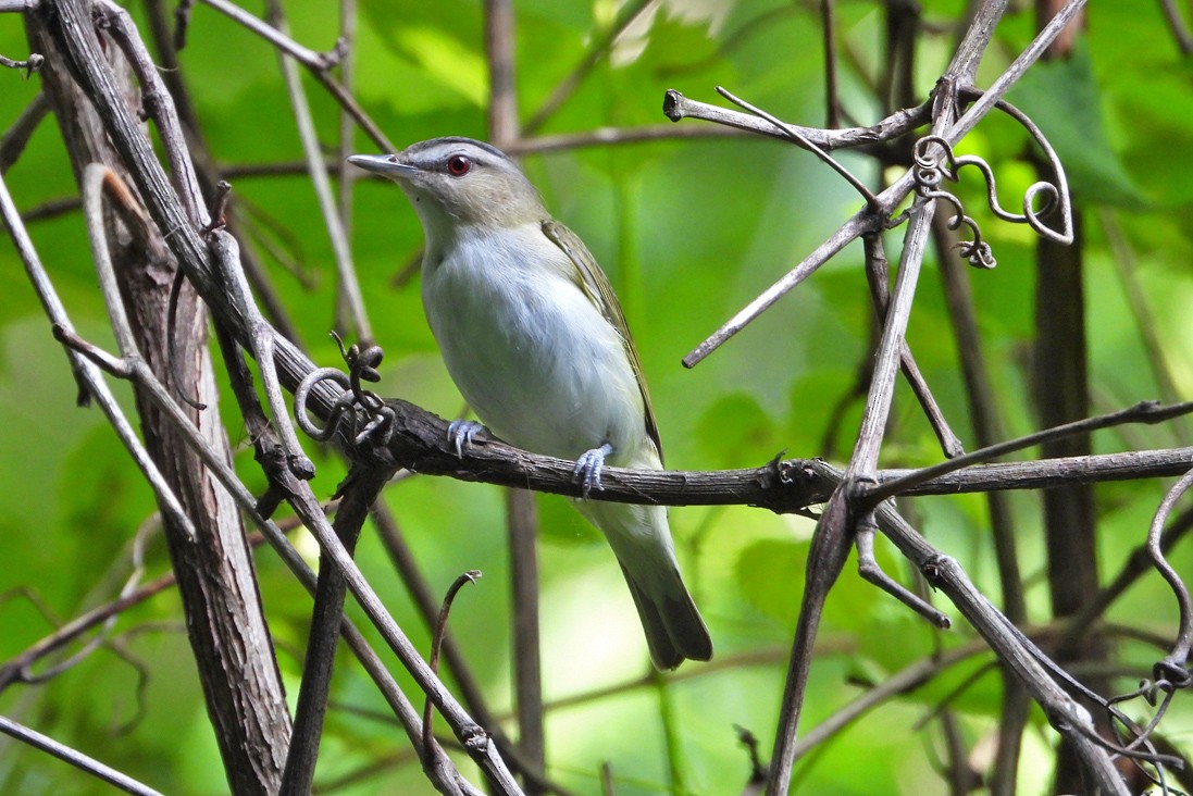 Red-eyed Vireo - ML637975697