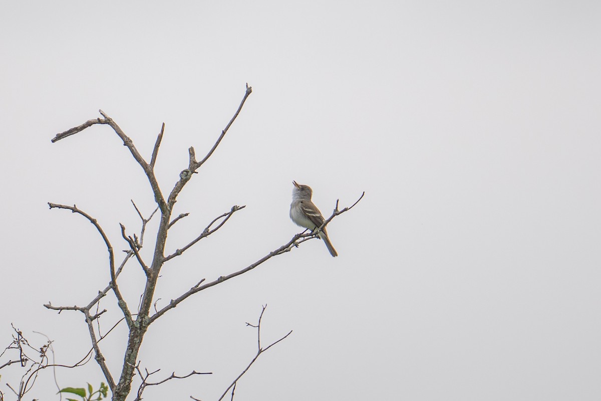 Willow Flycatcher - ML637975698