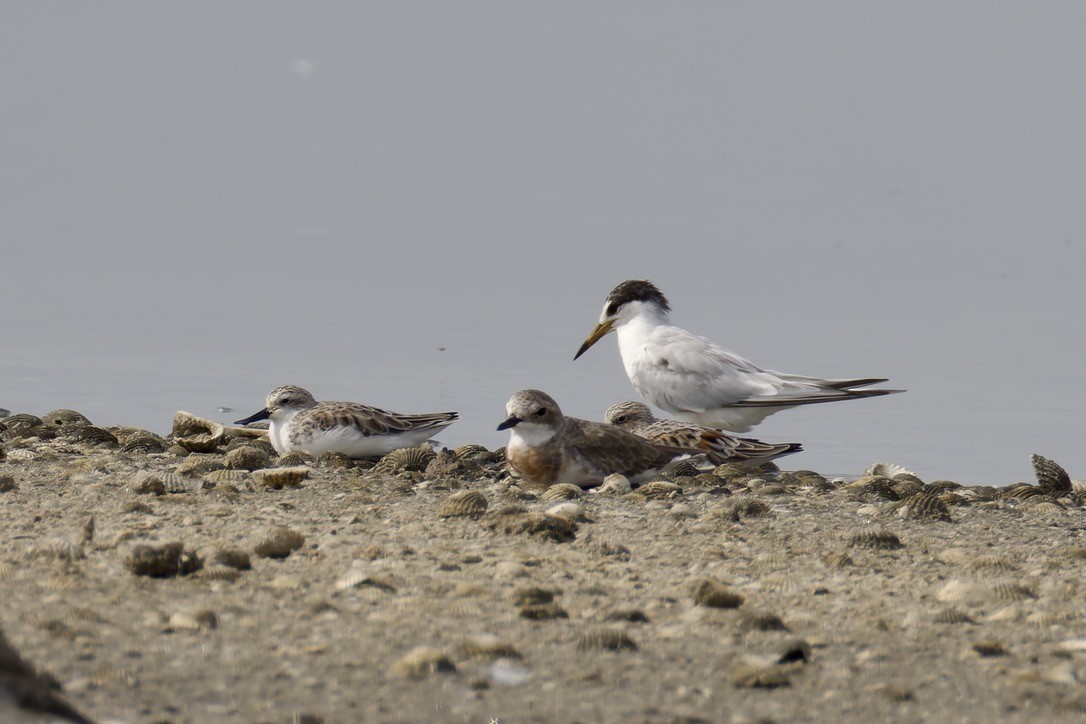 Spoon-billed Sandpiper - ML637975702