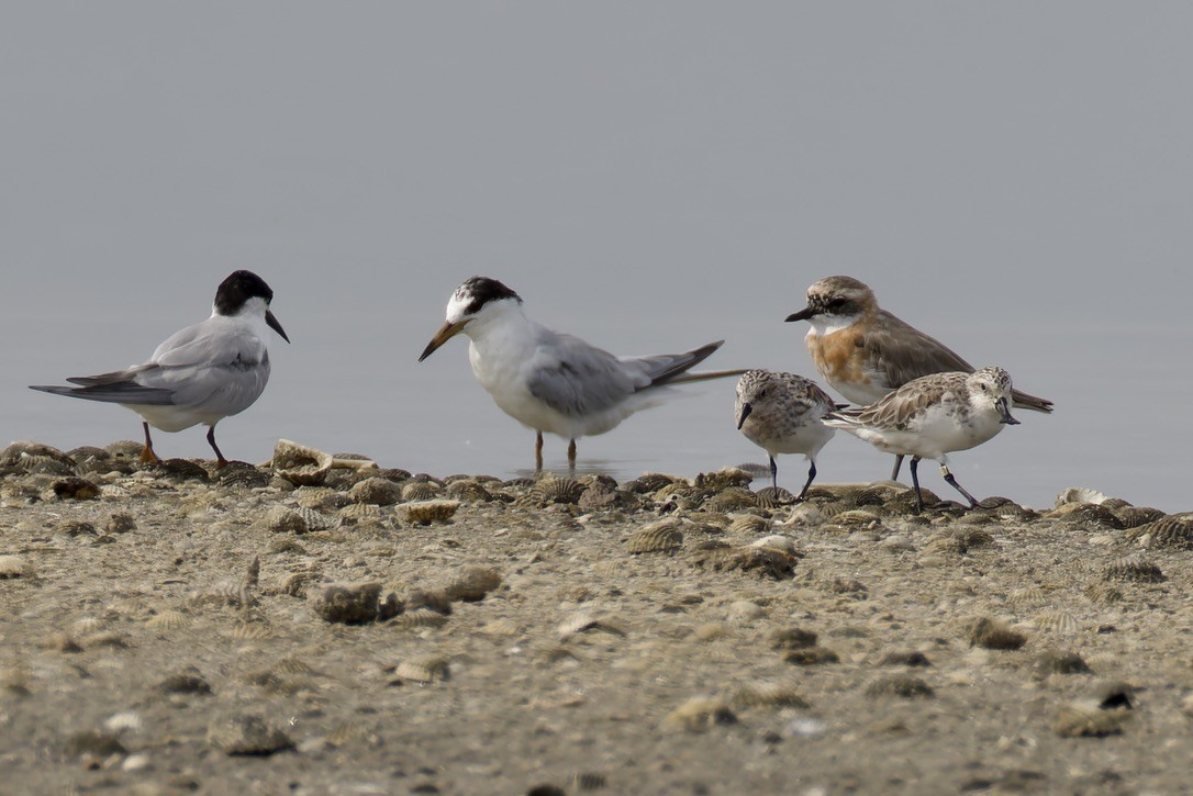 Spoon-billed Sandpiper - ML637975703