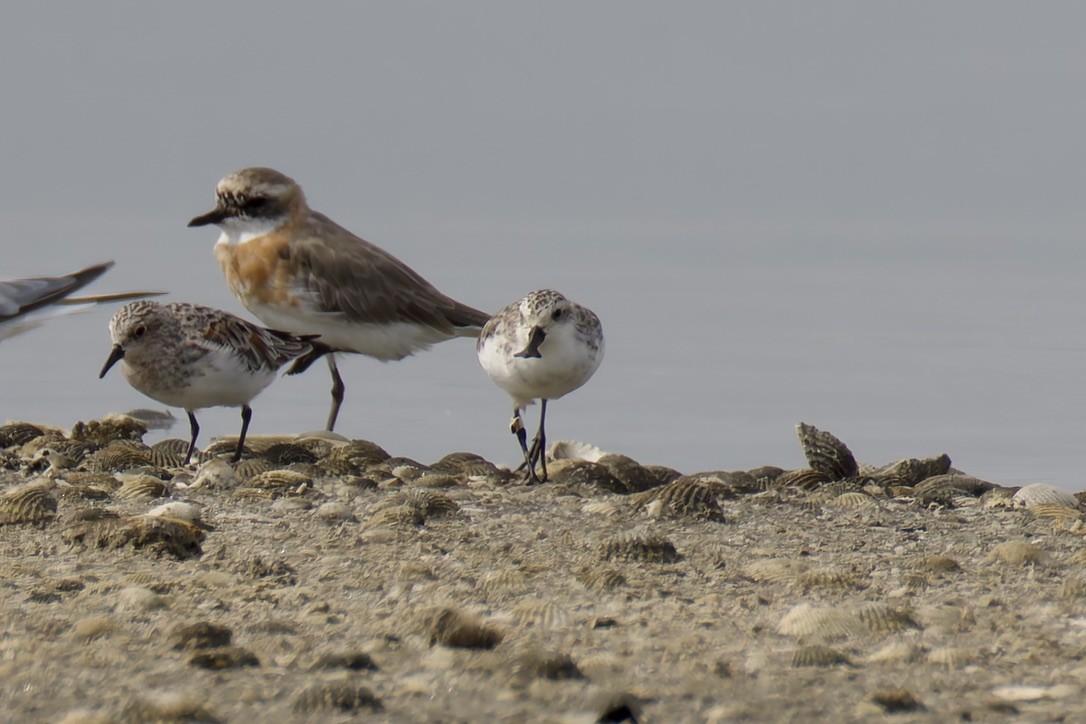 Spoon-billed Sandpiper - ML637975704