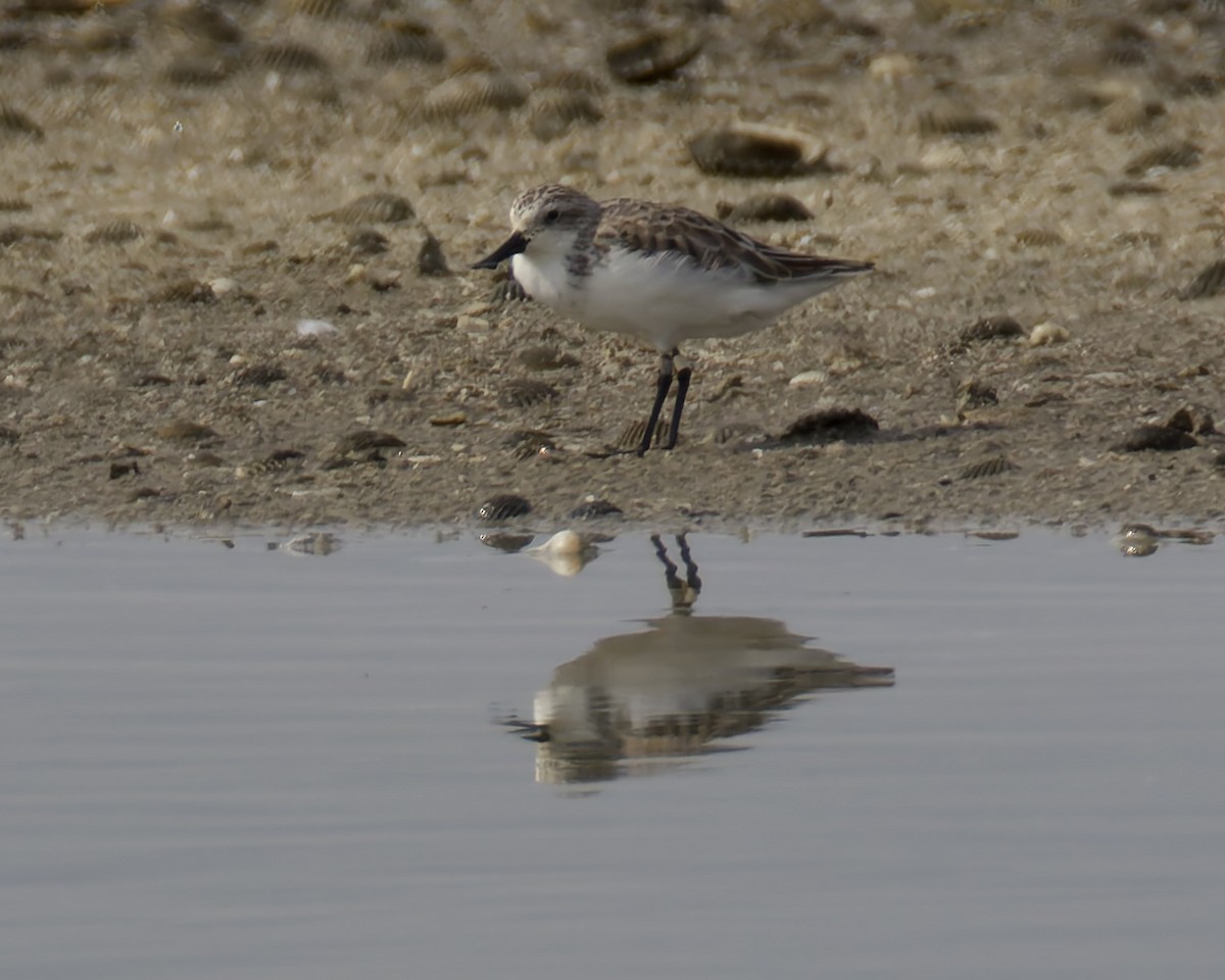 Spoon-billed Sandpiper - ML637975705