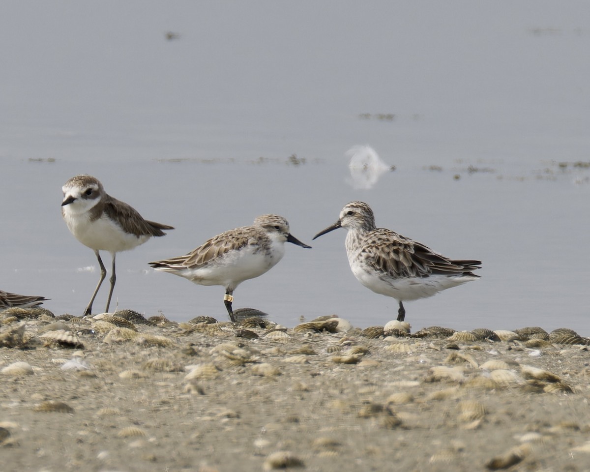 Spoon-billed Sandpiper - ML637975707