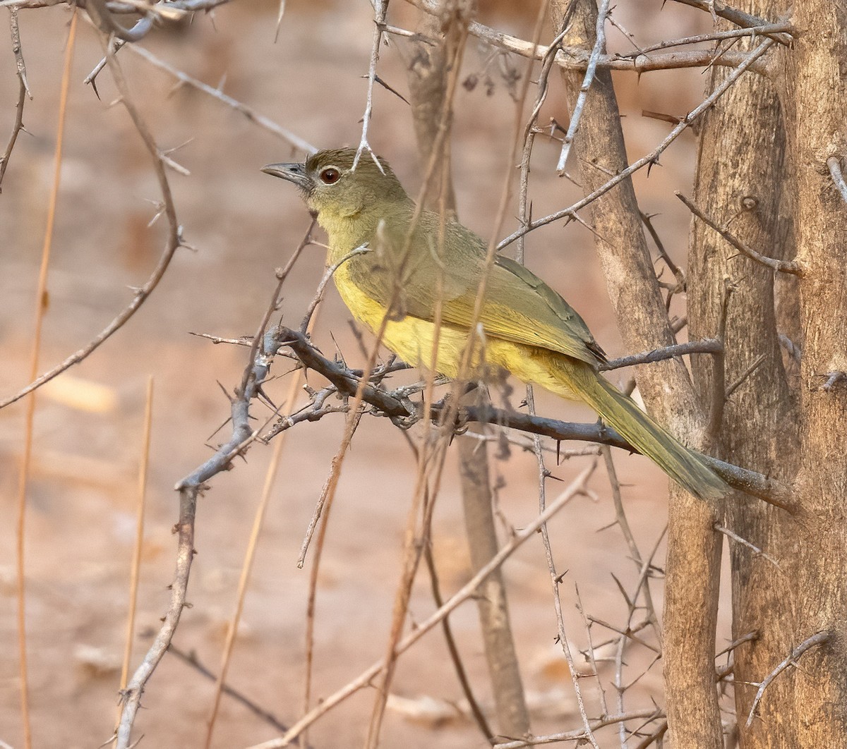 Yellow-bellied Greenbul - ML637975710