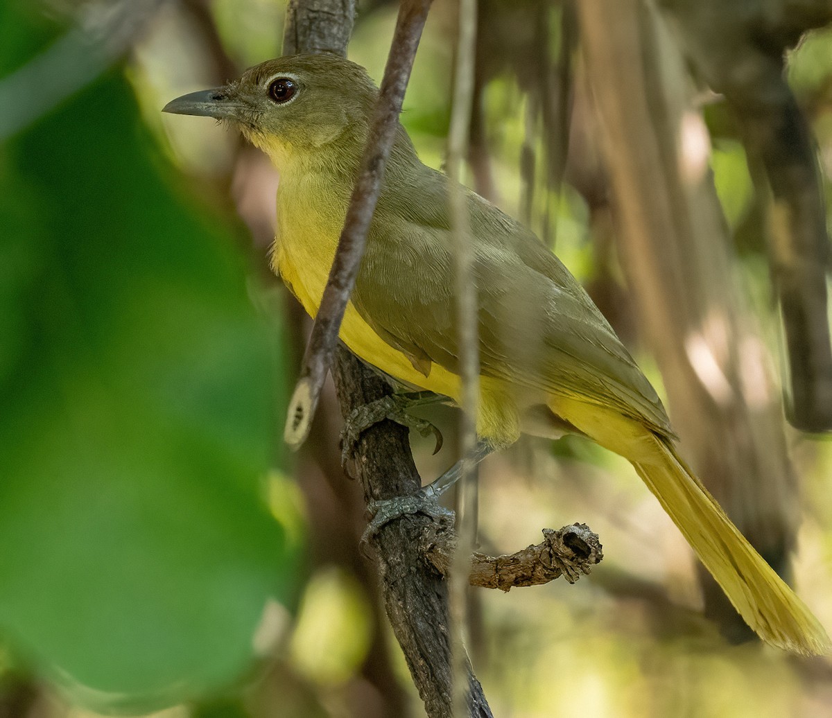 Yellow-bellied Greenbul - ML637975720