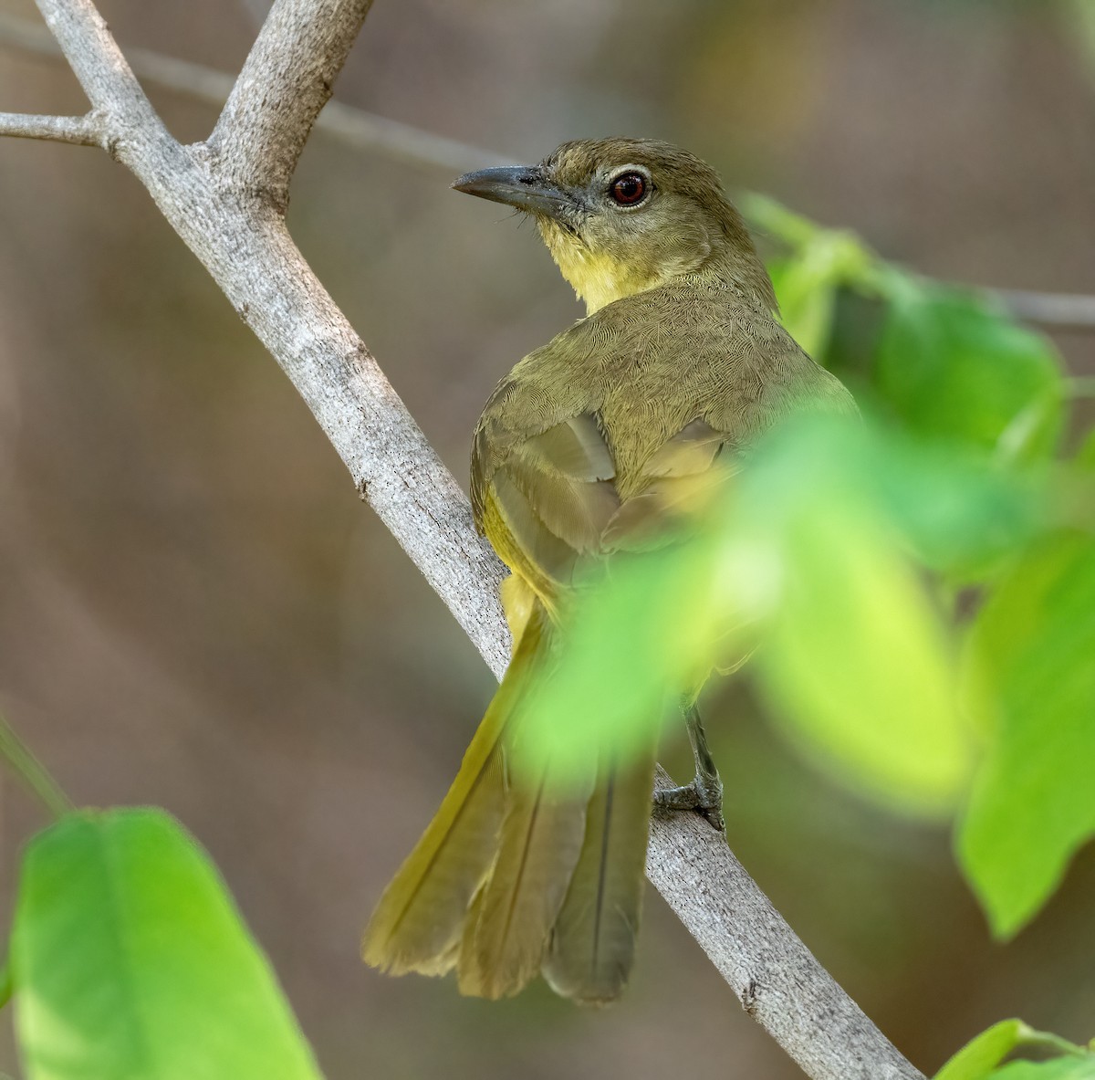 Yellow-bellied Greenbul - ML637975721