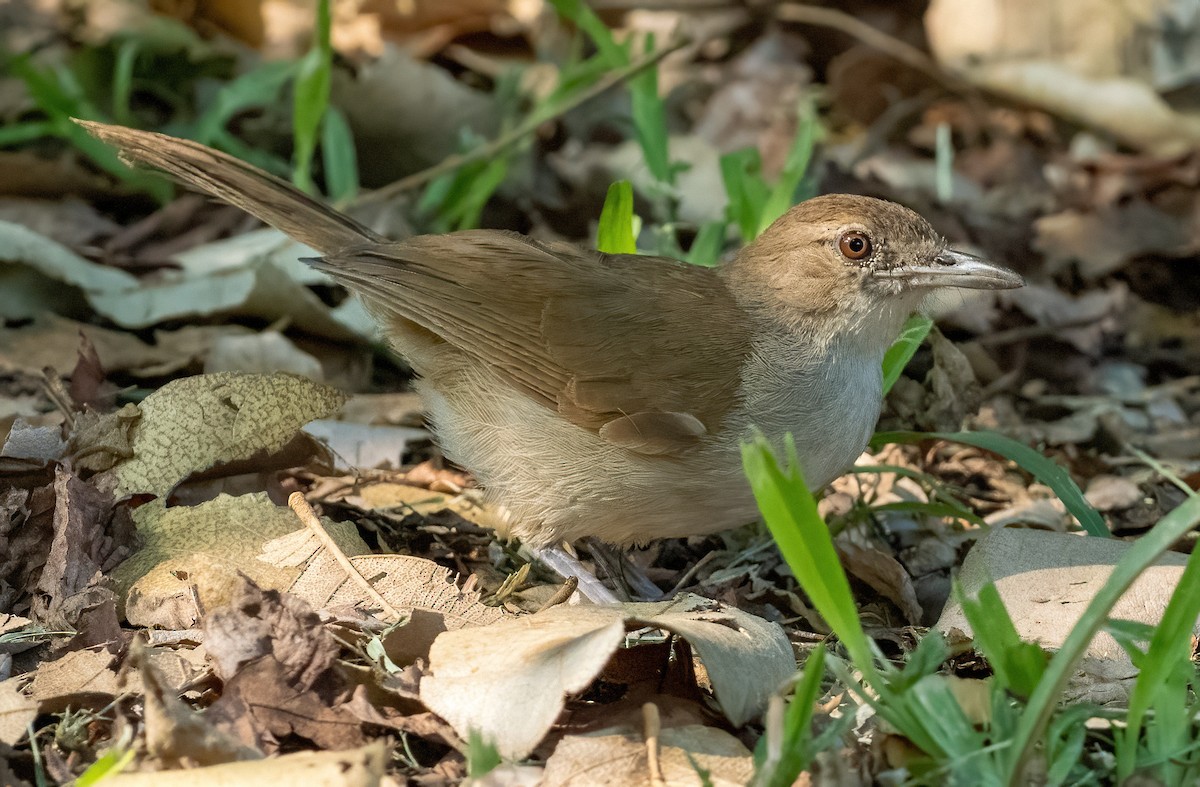 Terrestrial Brownbul - ML637975732