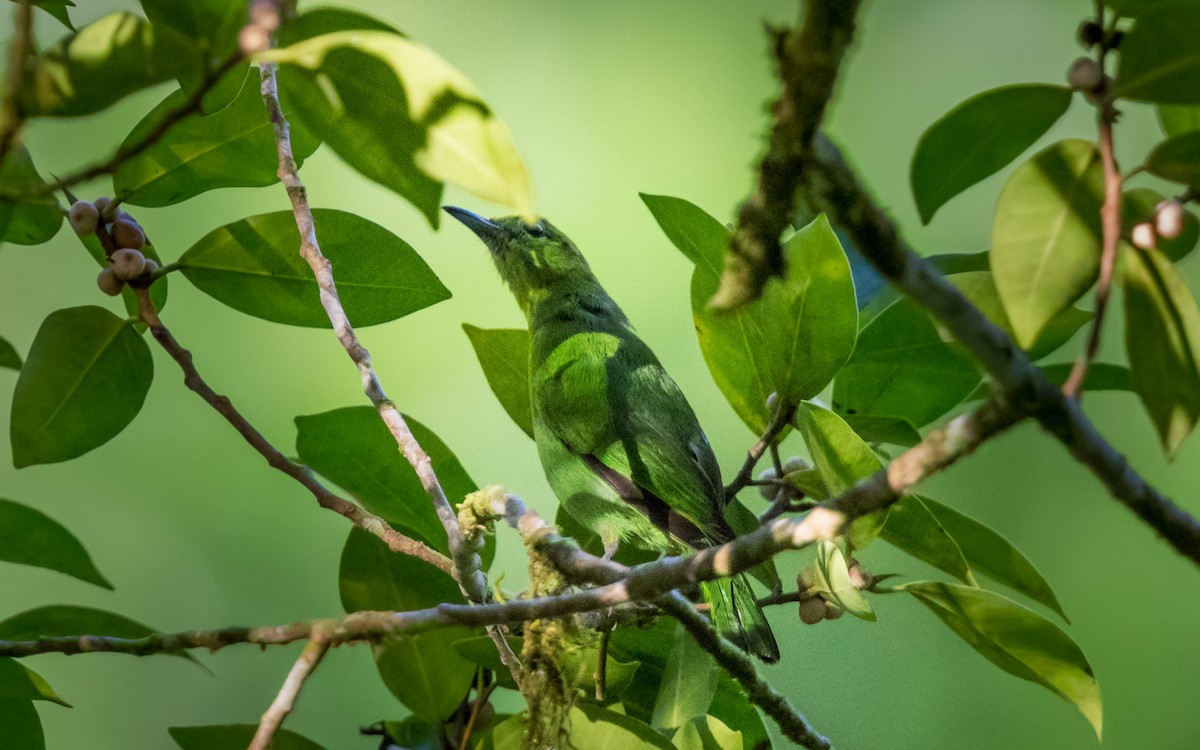 Lesser Green Leafbird - ML637975744