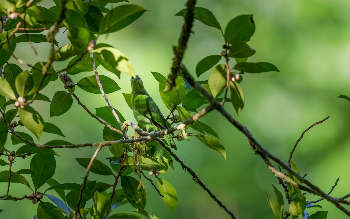 Lesser Green Leafbird - ML637975745