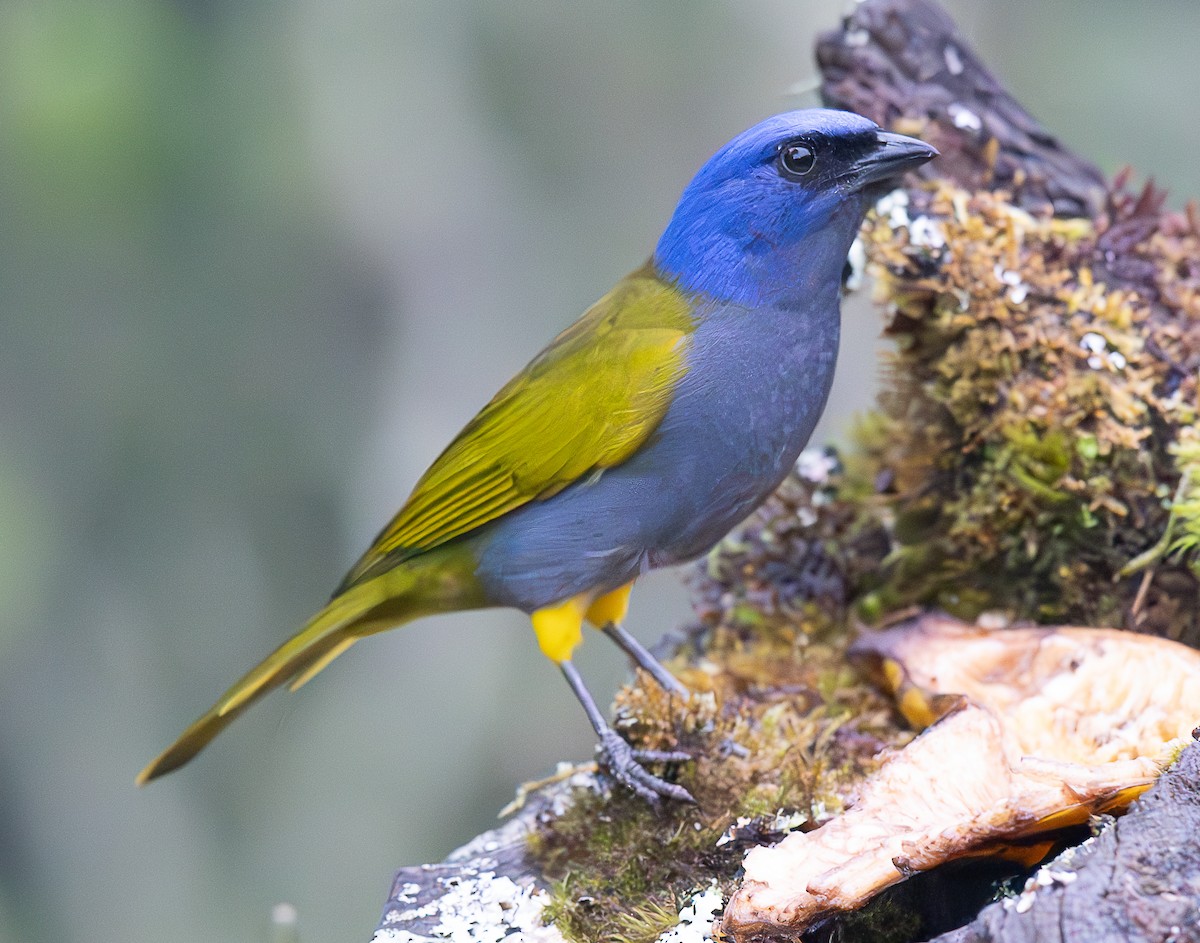 Blue-capped Tanager - ML637975845