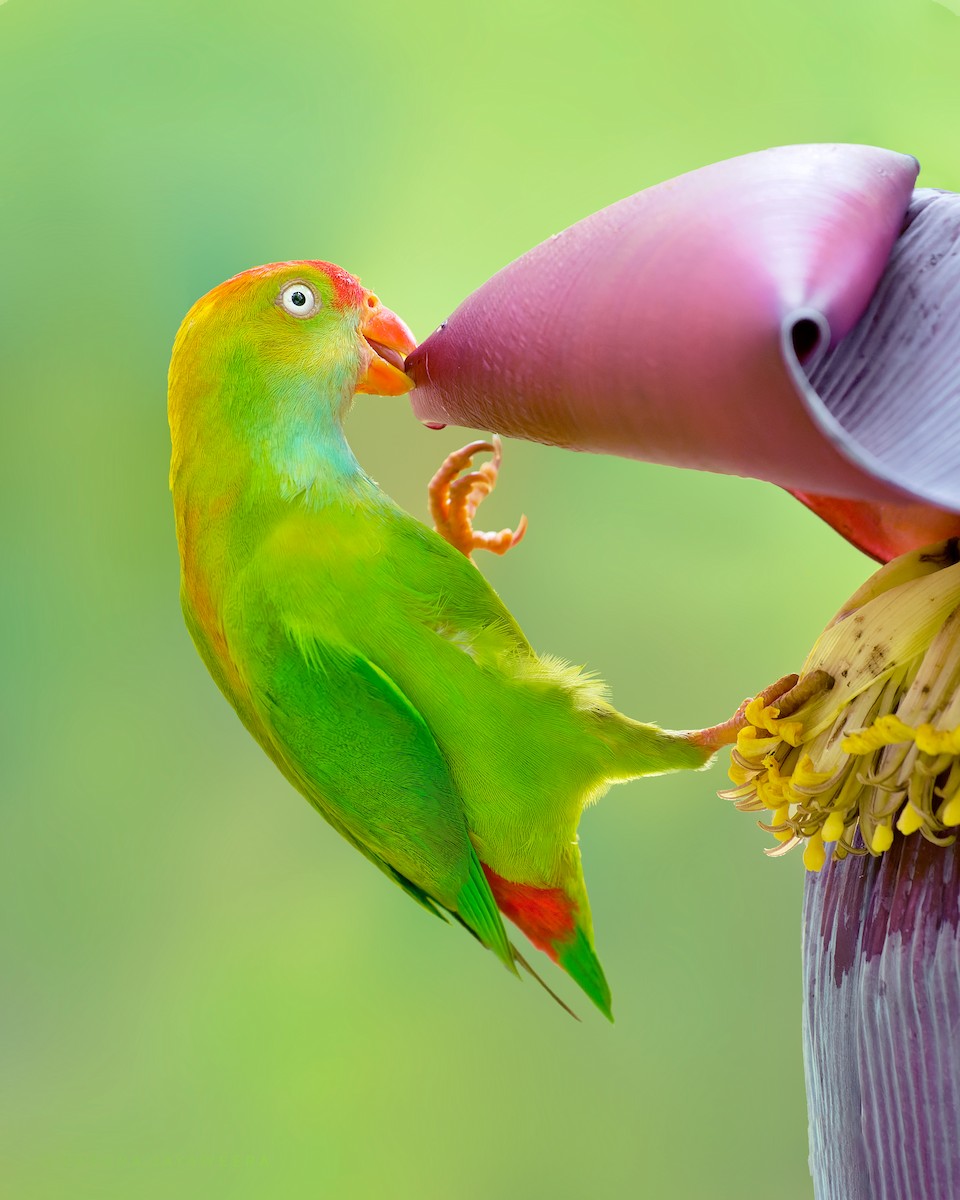 Sri Lanka Hanging-Parrot - ML637975866