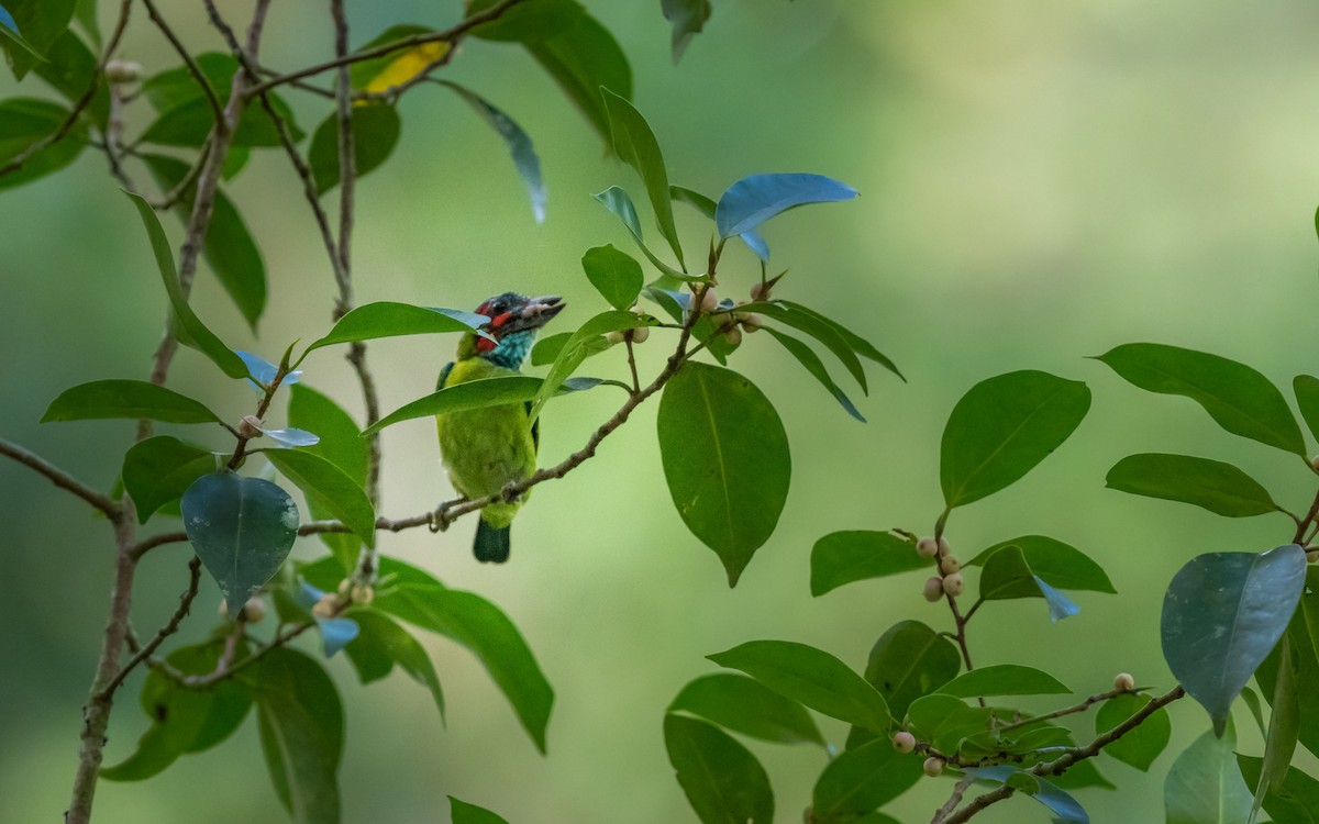 Black-eared Barbet - ML637975889