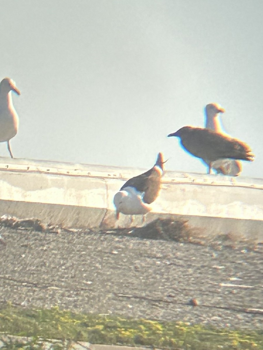 Kelp Gull - ML637975893