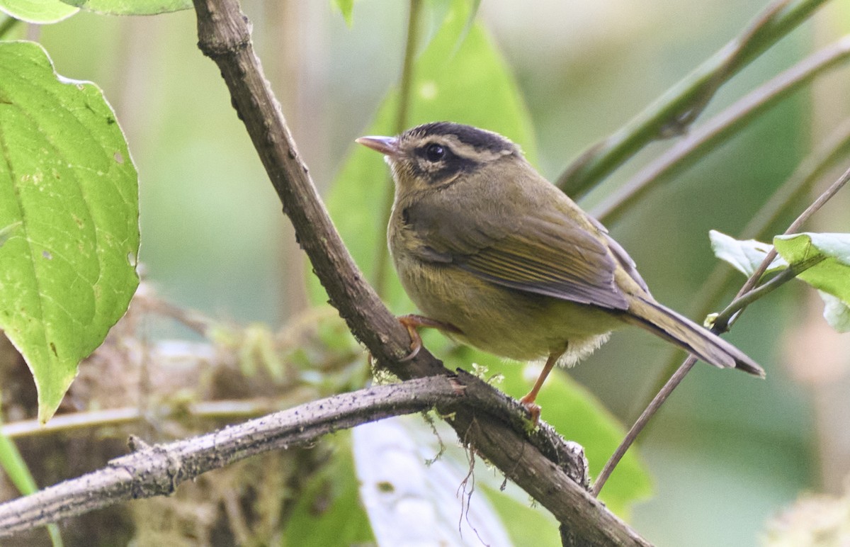Three-striped Warbler - ML637975911