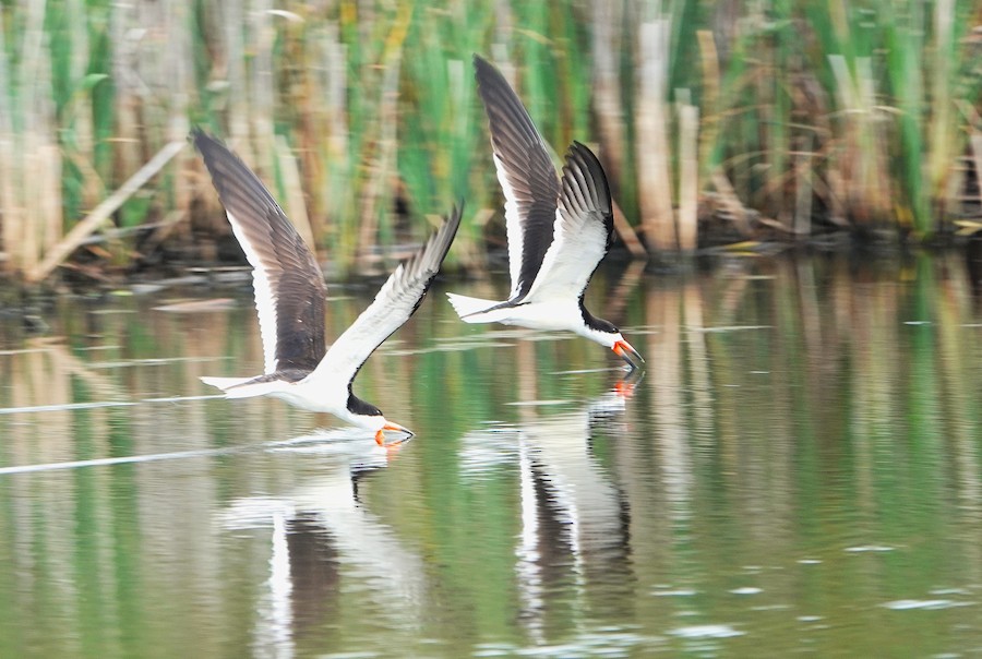 Black Skimmer - Karen Thompson