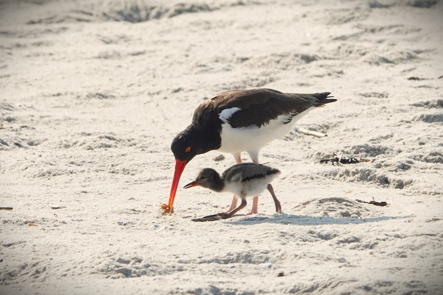 American Oystercatcher - Karen Thompson