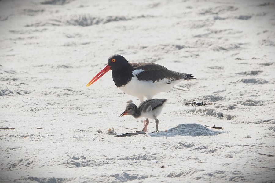 American Oystercatcher - Karen Thompson