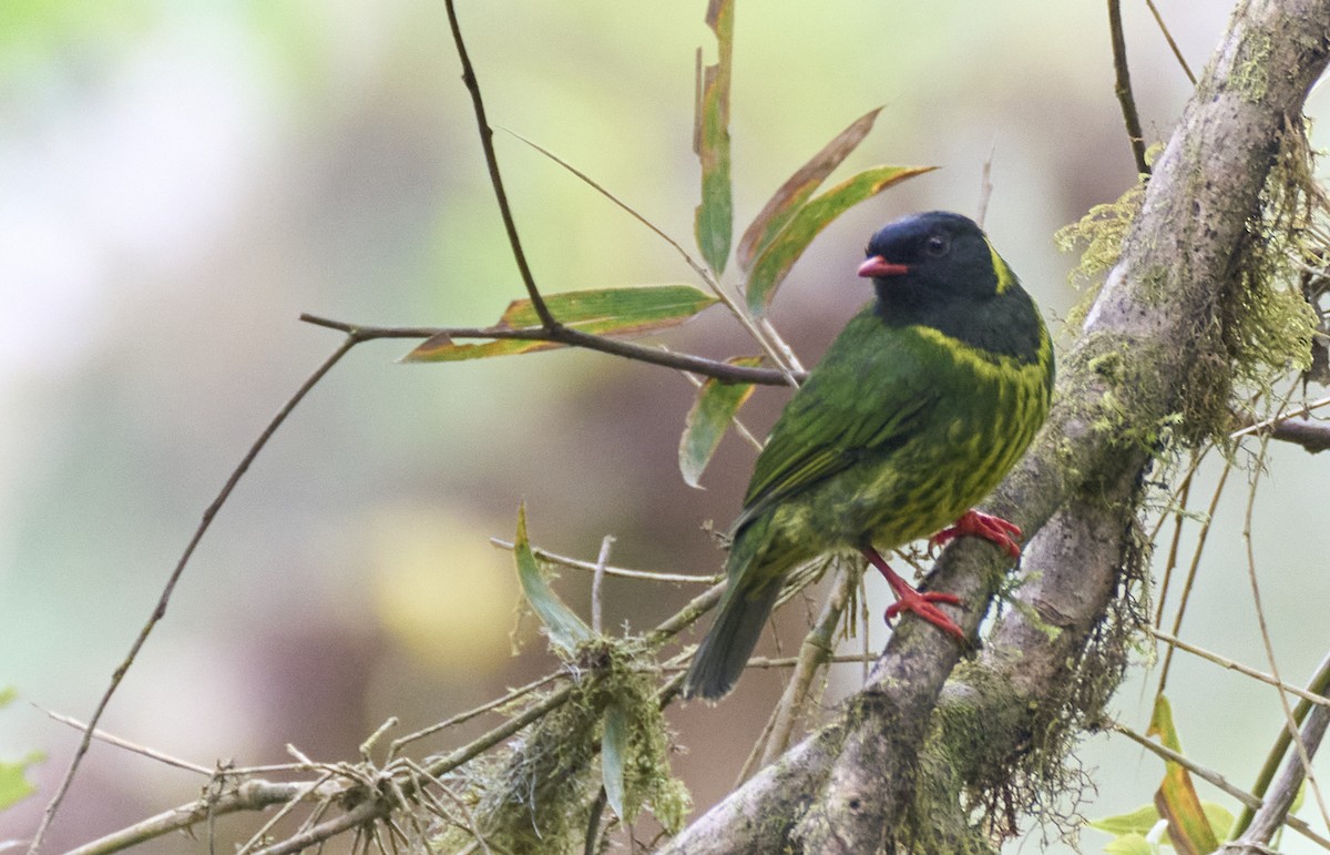 Green-and-black Fruiteater - ML637975966