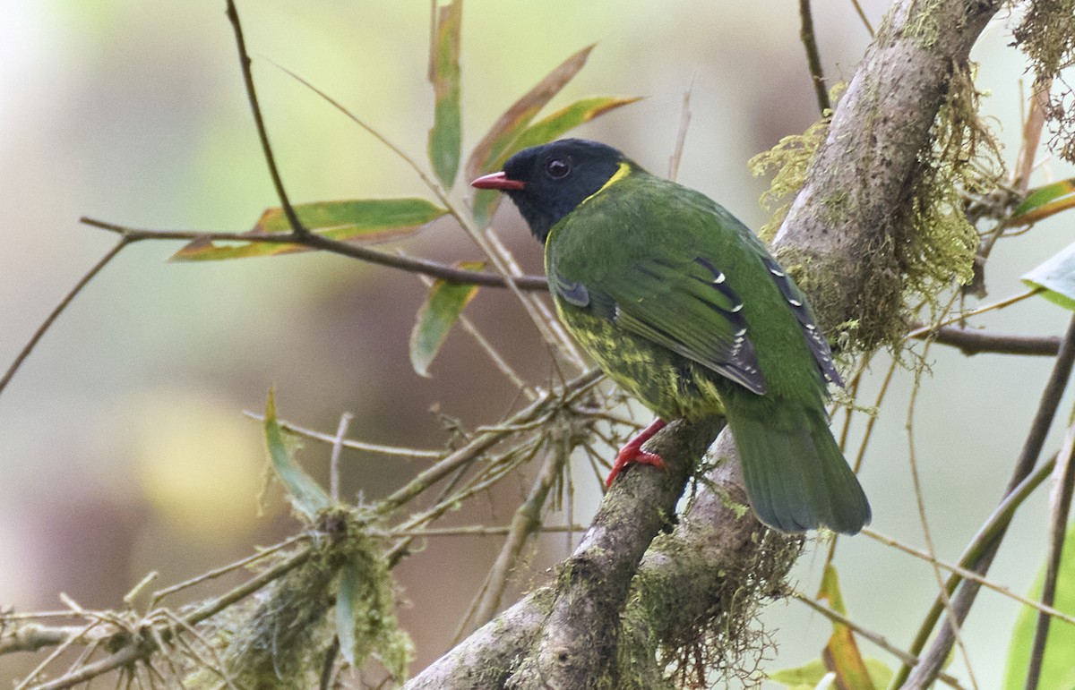 Green-and-black Fruiteater - ML637975967