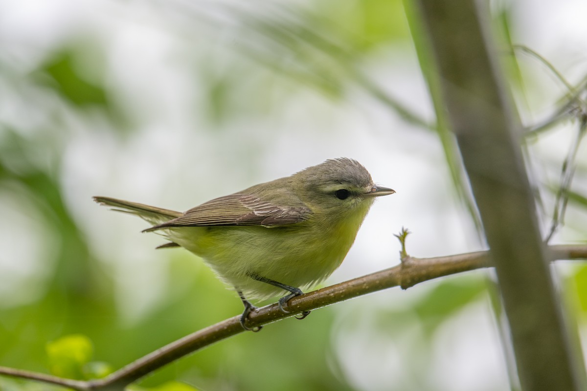 Philadelphia Vireo - ML637975998