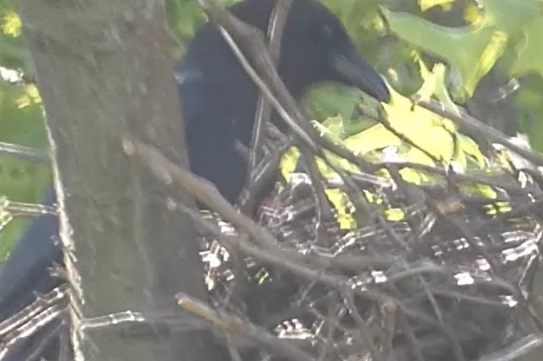 American Crow - ML637976006