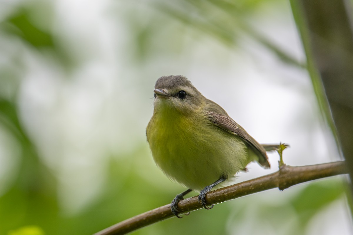 Philadelphia Vireo - ML637976008