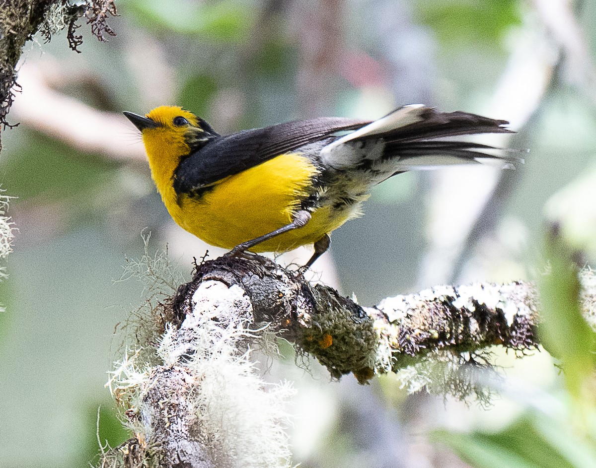Golden-fronted Redstart - ML637976011