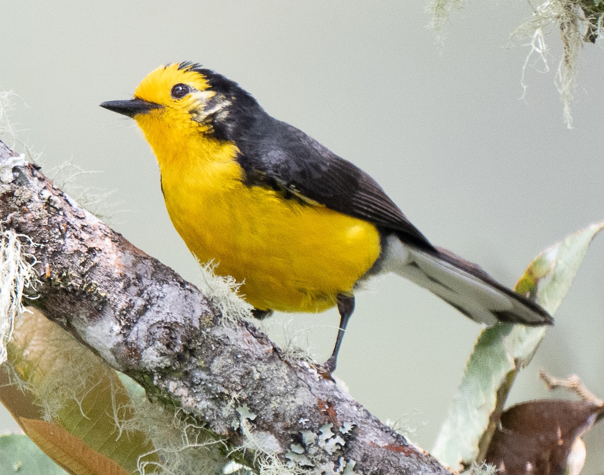 Golden-fronted Redstart - ML637976012