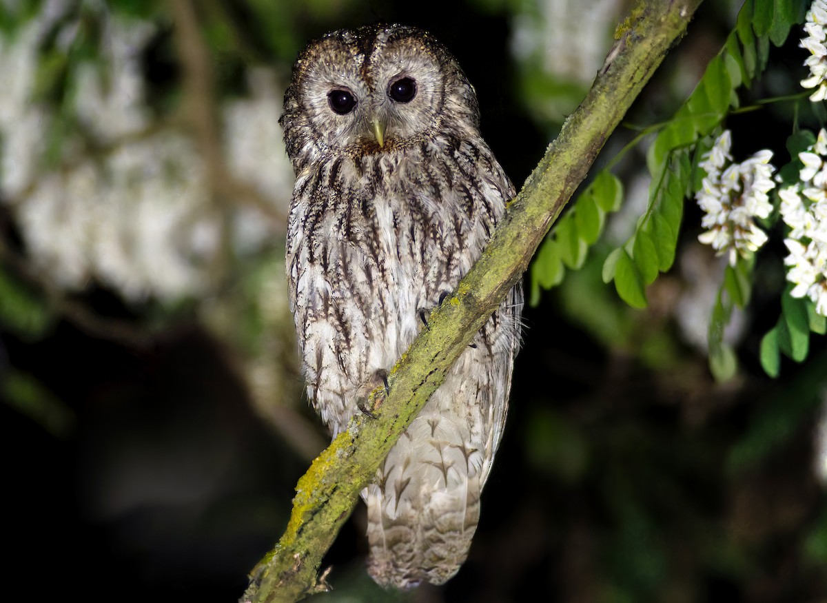 Tawny Owl - ML637976025