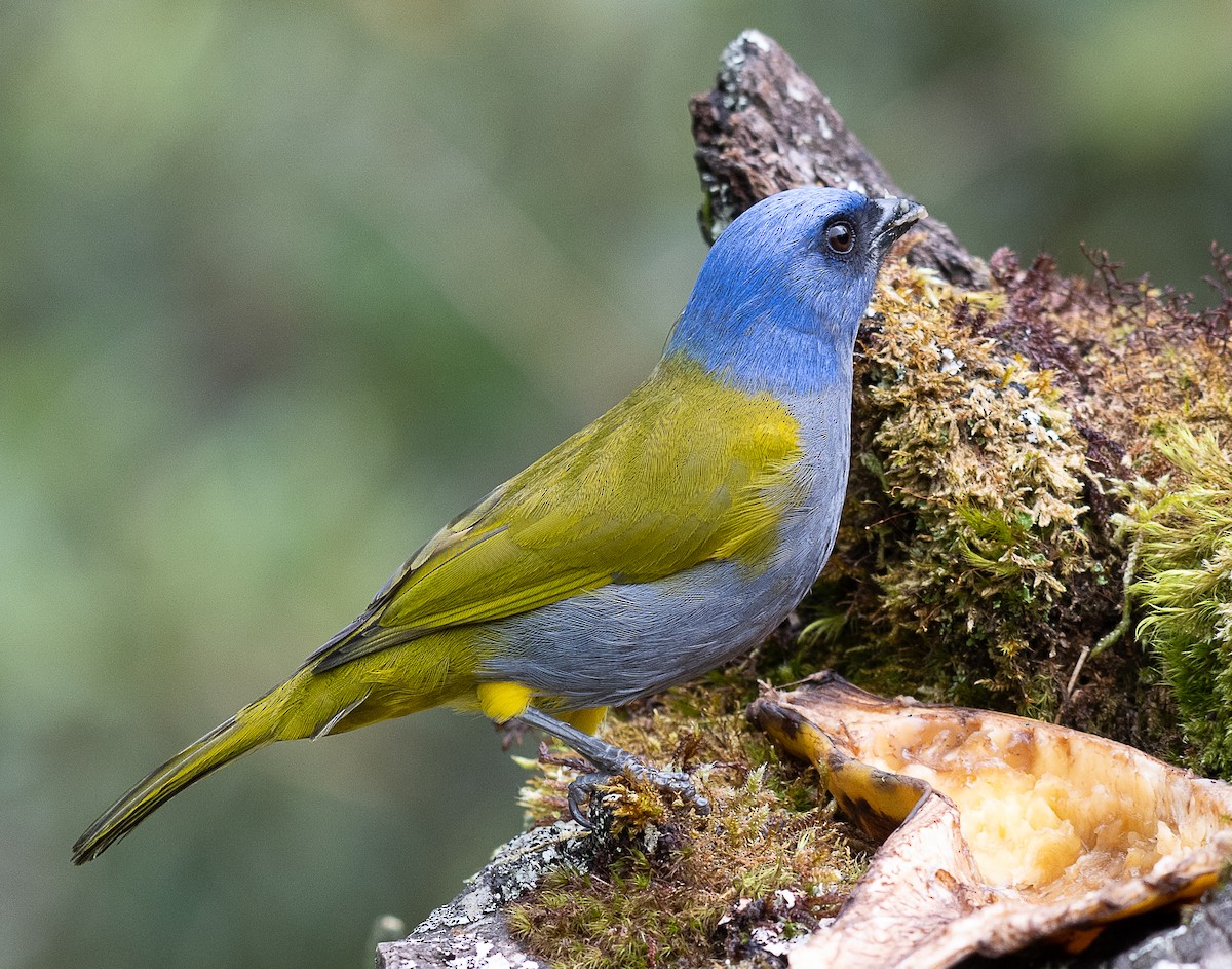 Blue-capped Tanager - ML637976026