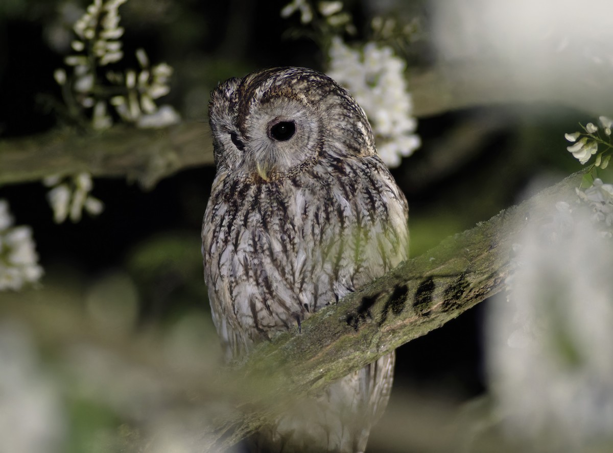 Tawny Owl - ML637976031