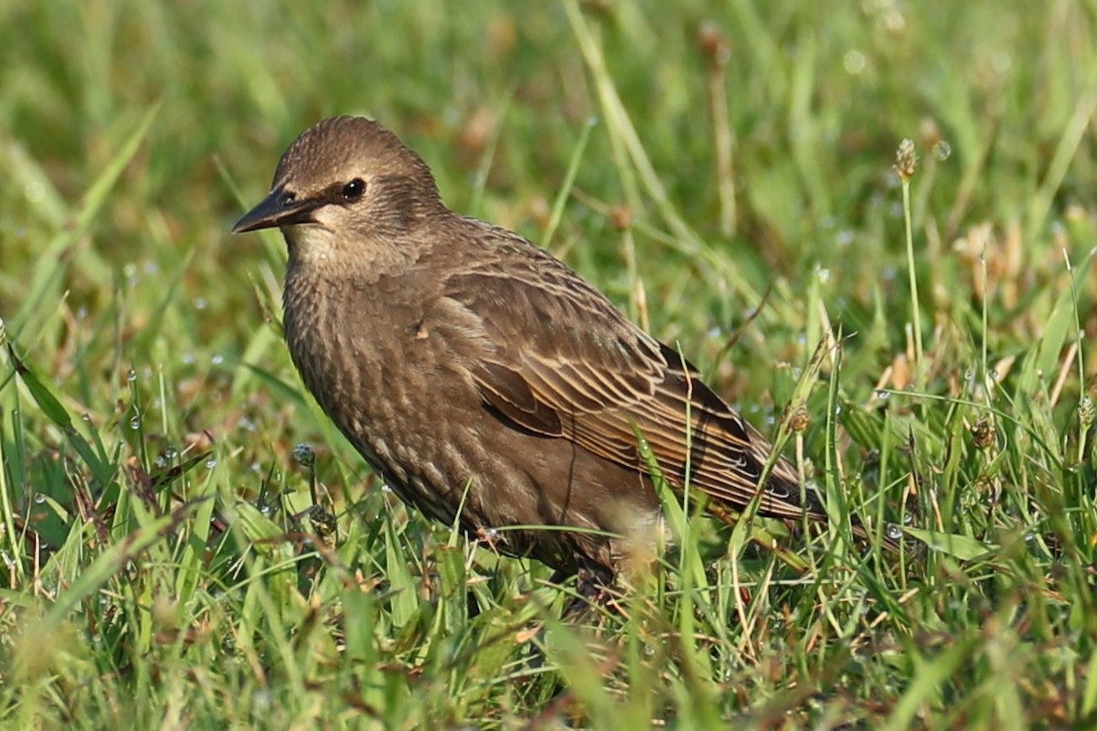 European Starling - ML637976037