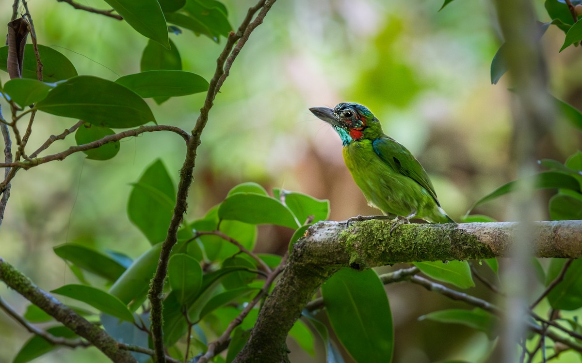 Black-eared Barbet - ML637976047