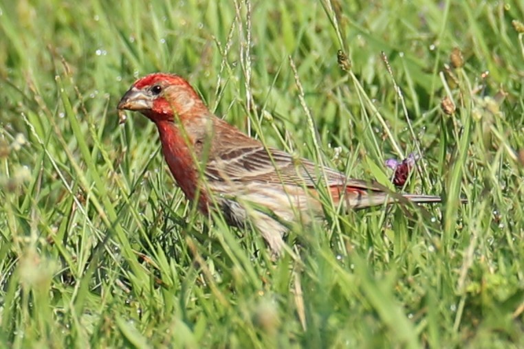 House Finch - ML637976079