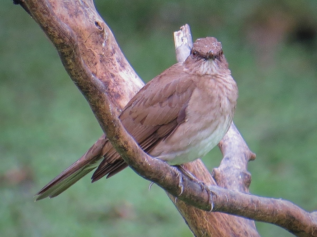 Black-billed Thrush - ML637976093