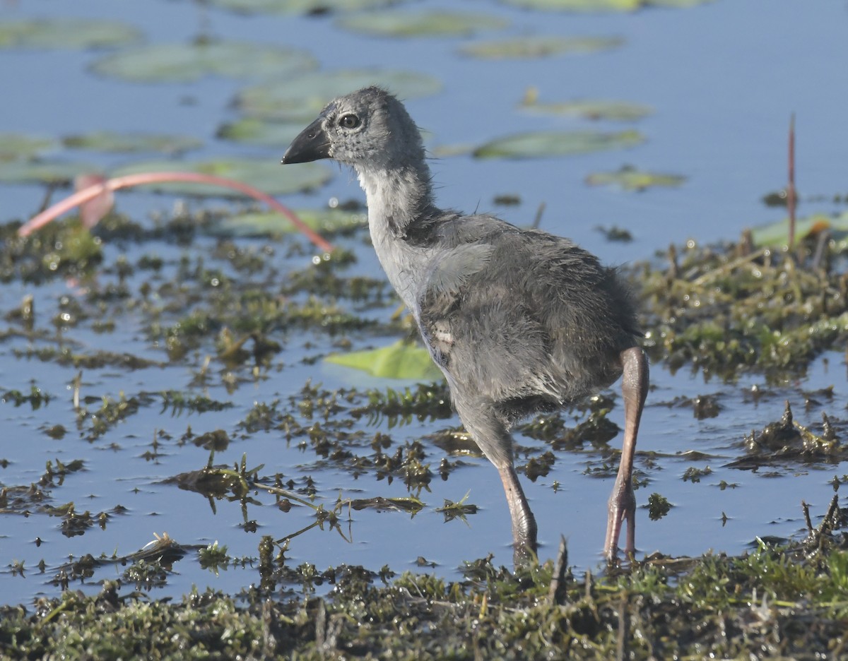 Gray-headed Swamphen - ML637976116