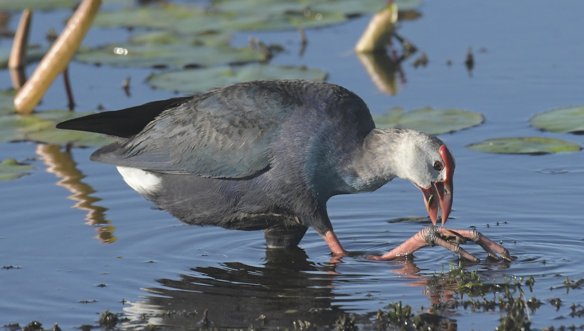 Gray-headed Swamphen - ML637976119