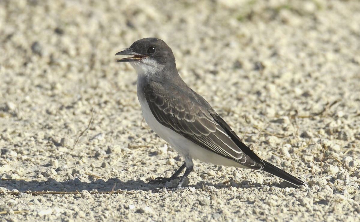 Eastern Kingbird - ML637976120