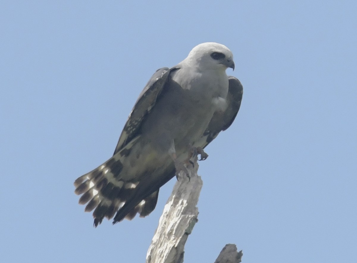 Mississippi Kite - ML637976127